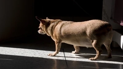Caring for Pregnant Pets: What to Expect and How to Provide Support