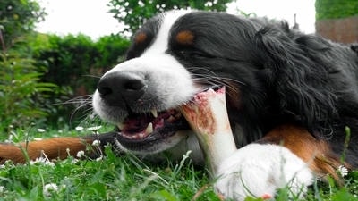 Pet Bone Health: Understanding the Importance of Calcium and Phosphorus